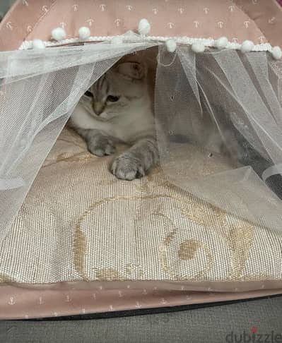 Luca the cat for adoption