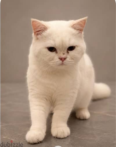 Male British Shorthair