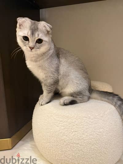 SCOTISH FOLD KITTEN MALE