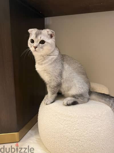 Male Scottish Fold