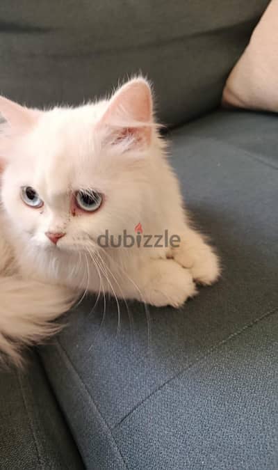 Persian cat available for sale