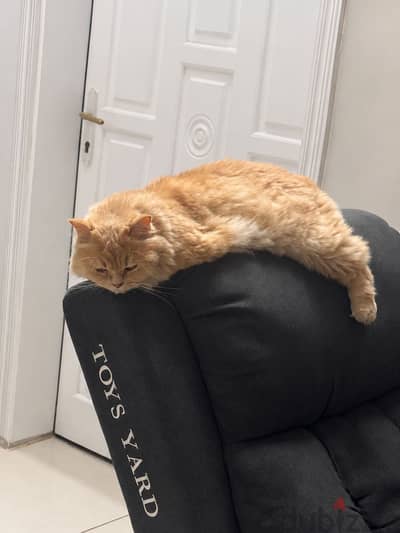 Cat for adoption