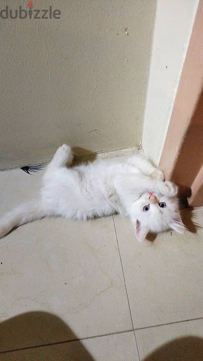 Two male Cream himalayan kittens.