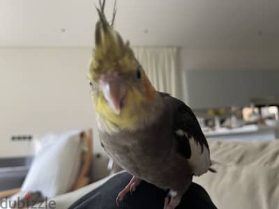 Cockatiel male for sale