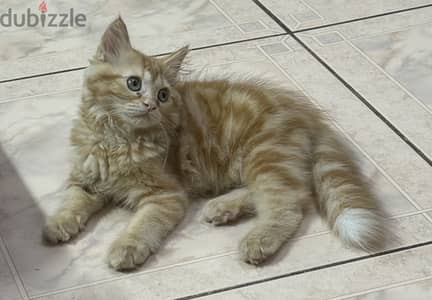 Persian Kitten 3 months +/-