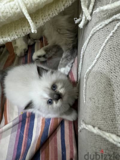 kitten for sale