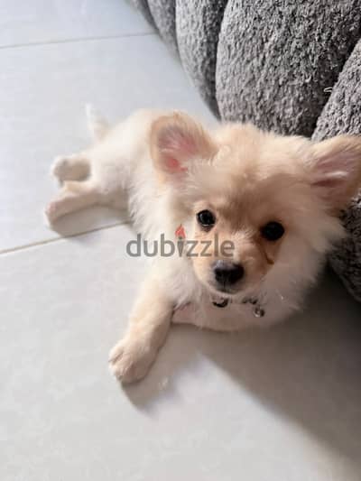 Pomeranian Puppy - 3 months old