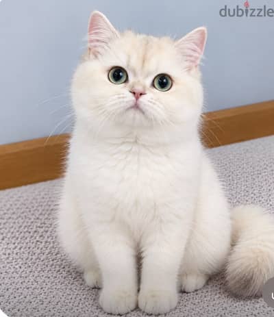 british shorthair