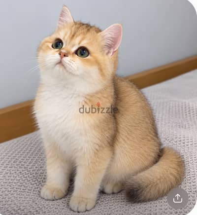 golden british shorthair male