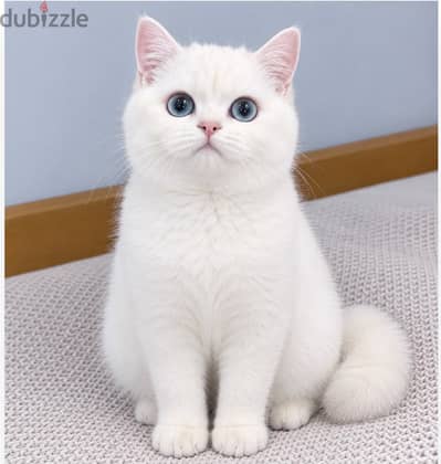 british shorthair golden point