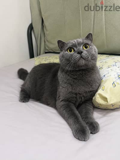 scottish straight for adoption