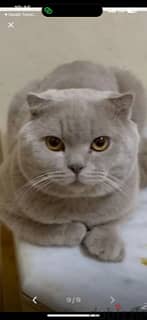 this cat for marriage