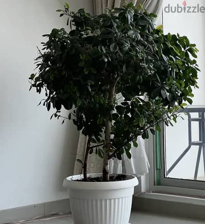 Large Mature Ficus Plant with Pot