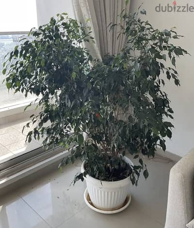Large Ficus Benjamina Indoor Plant with Pot