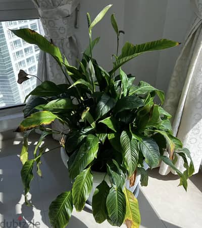 Large Peace Lily Indoor Plant with Pot