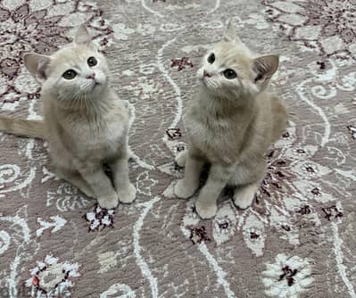 cute kittens for sale