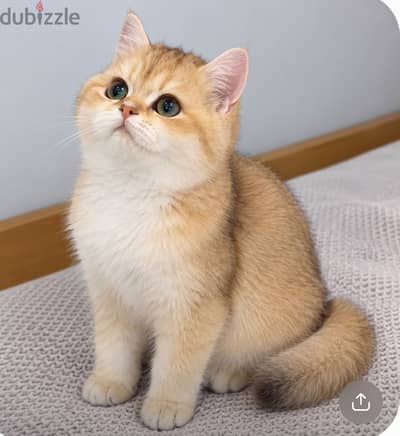 BRITISH SHORTHAIR MALE CAT FOR ADOPTION