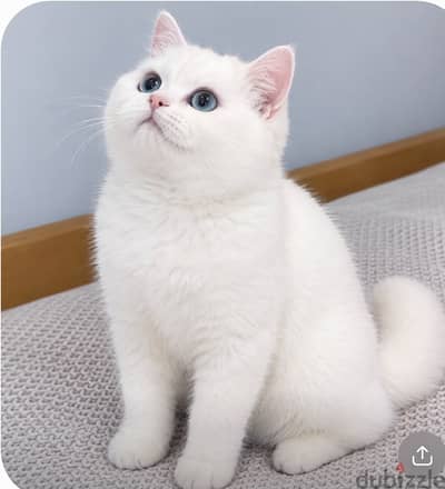 BRITISH SHORTHAIR MALE CAT FOR ADOPTION