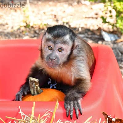 Capuchin Monkeys//Whatsapp Me +966(583)92-1348