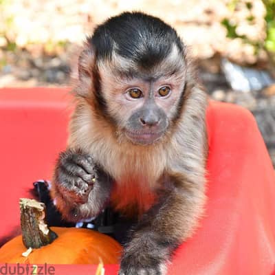 Whatsapp Me +966(583)92-1348//Capuchin Monkeys