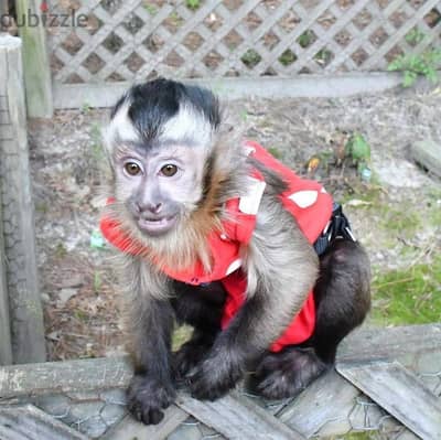 Capuchin Monkeys//Whatsapp Me +966(583)92-1348