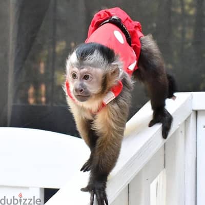Capuchin Monkeys//Whatsapp Me +966(583)92-1348