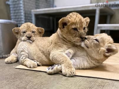 Baby Lions//Whatsapp Me (+966)58899-3320