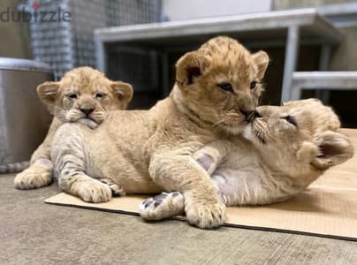 Baby Lions//Whatsapp Me (+966)58899-3320
