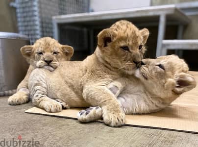 Baby Lions//Whatsapp Me (+966)58899-3320