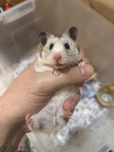 Dwarf Hamster هامستر قزمي اليف و نظيف جاهز للاقتناء او الاهداء