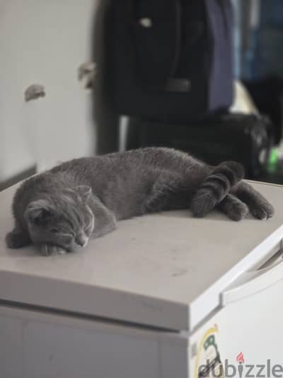 Scottish Fold Cat for sale
