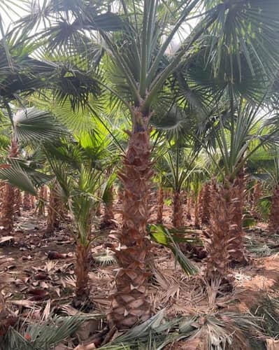 زراعة نخيل واشنطنيا