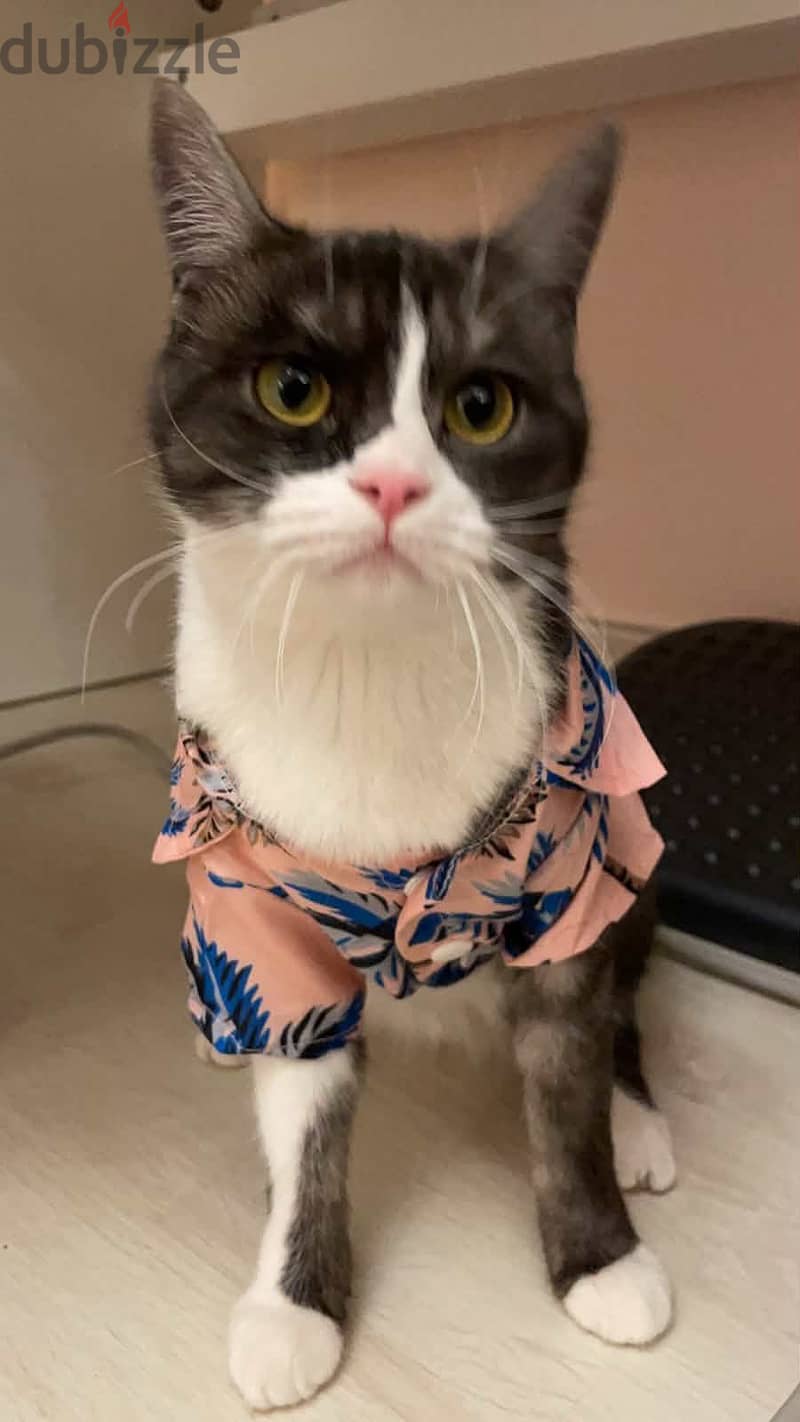 Two cats for adoption 1