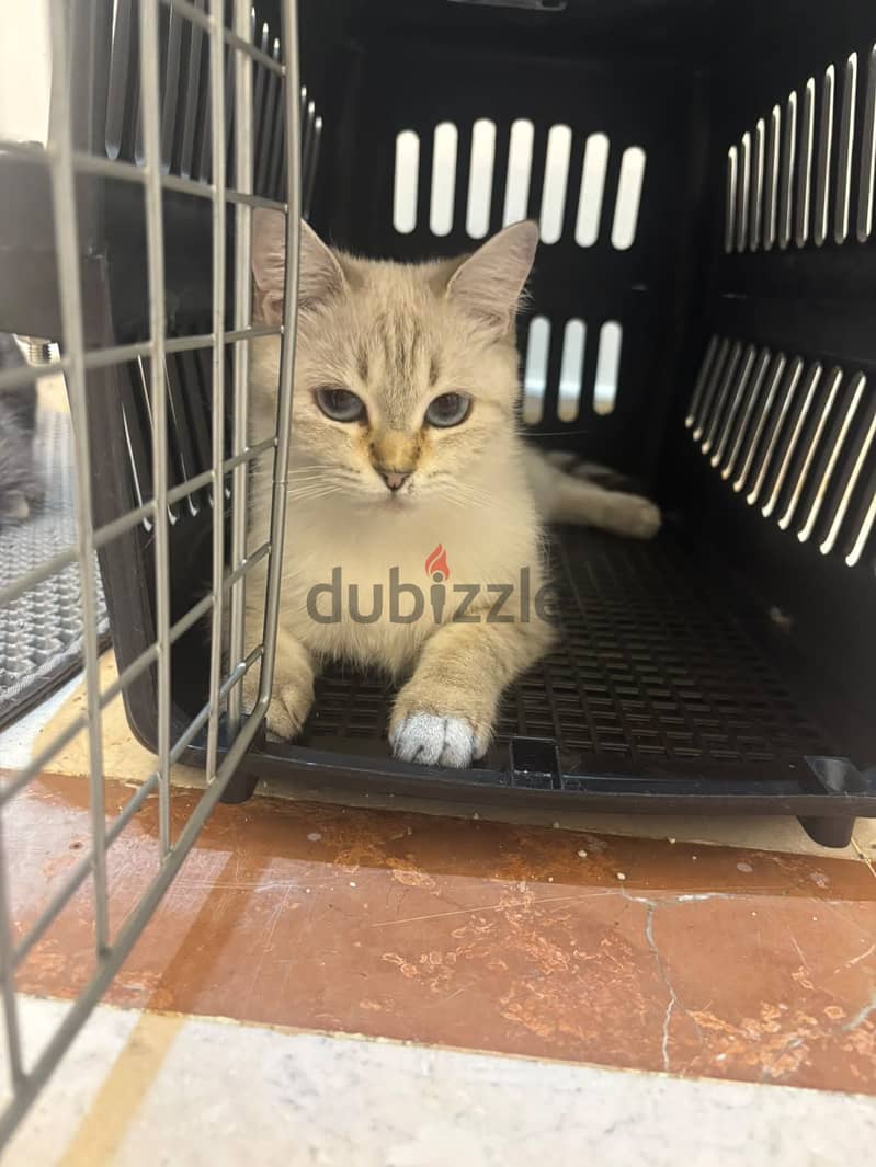 Two cats for adoption 4