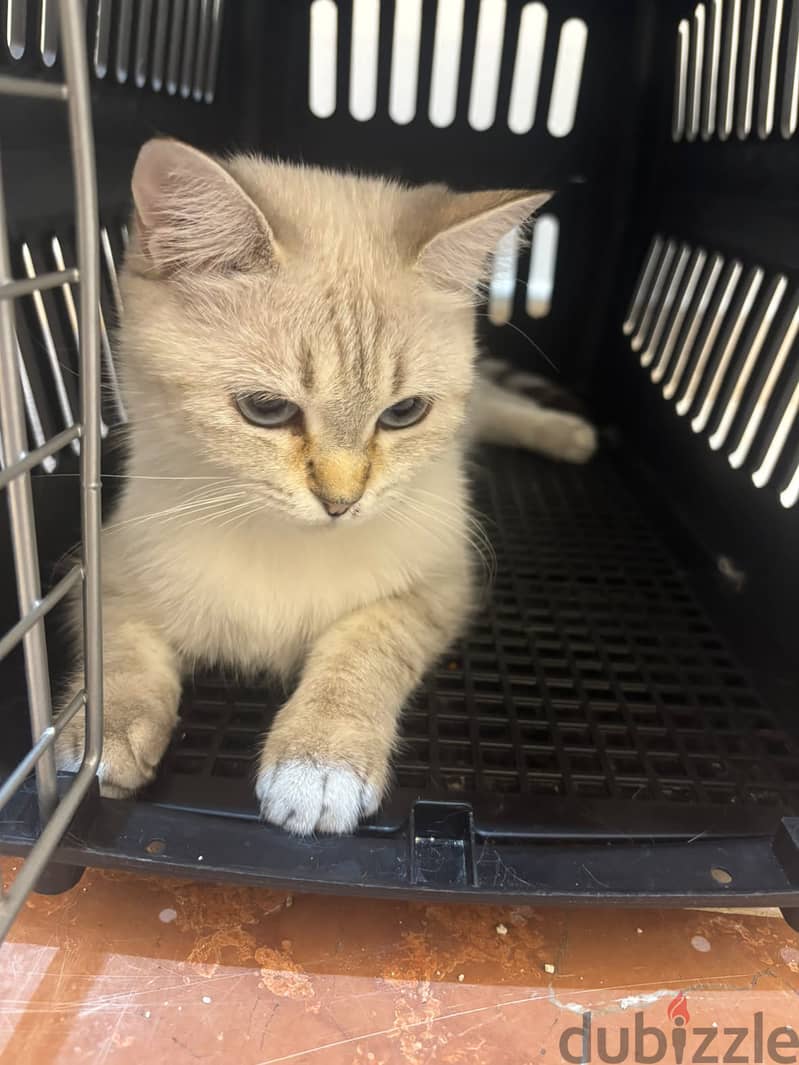 Two cats for adoption 5