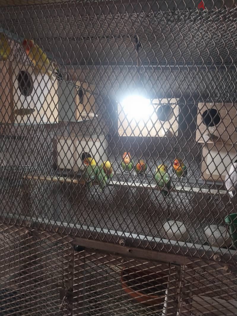 bird mix 1