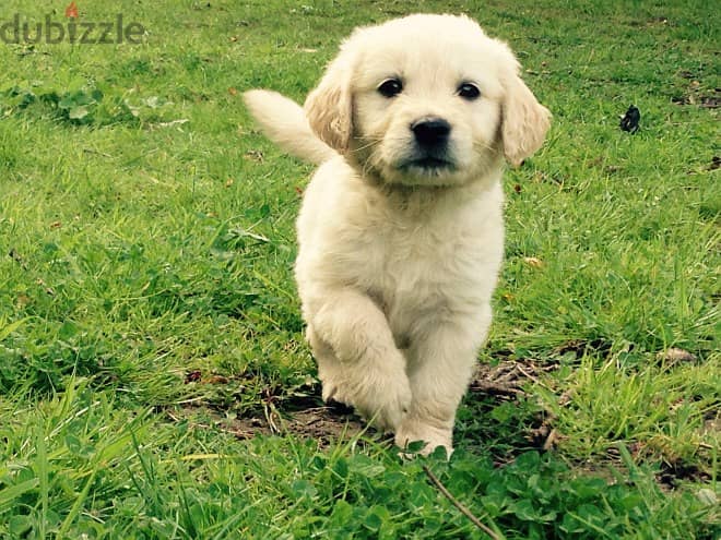 Whatsapp Me (+966)58-8993320//Golden Retriever 1