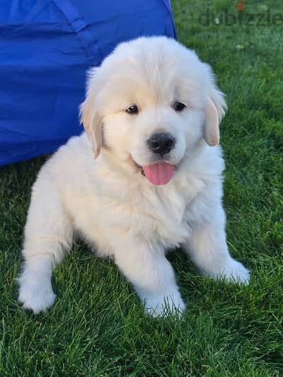Whatsapp Me (+966)58-8993320//Golden Retriever