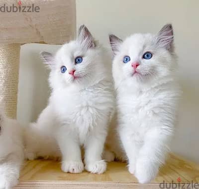 Whatsapp Me (+966)58-8993320//Ragdoll Cats