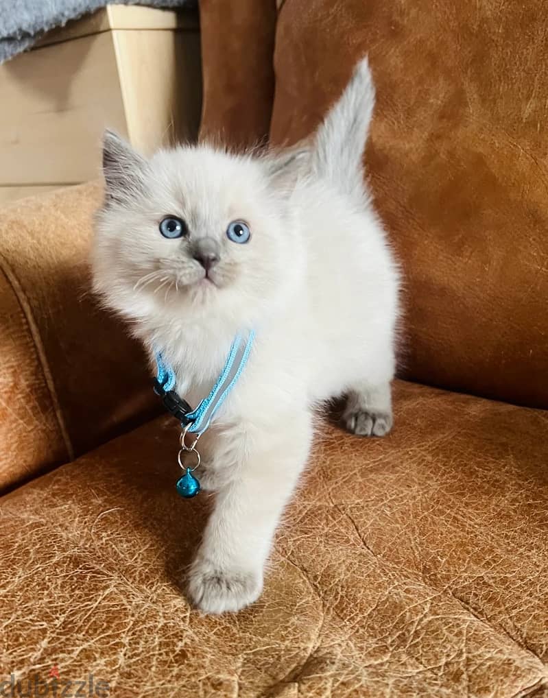 Whatsapp Me (+966)58-8993320//Ragdoll Cats 1