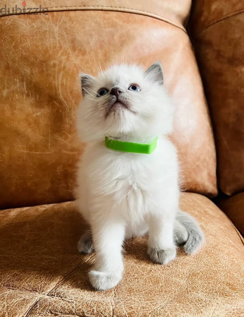 Ragdoll Cats//Whatsapp Me (+966)58-8993320 1