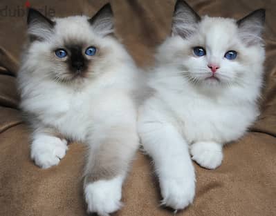 Whatsapp Me (+966)58-8993320//Ragdoll Cats