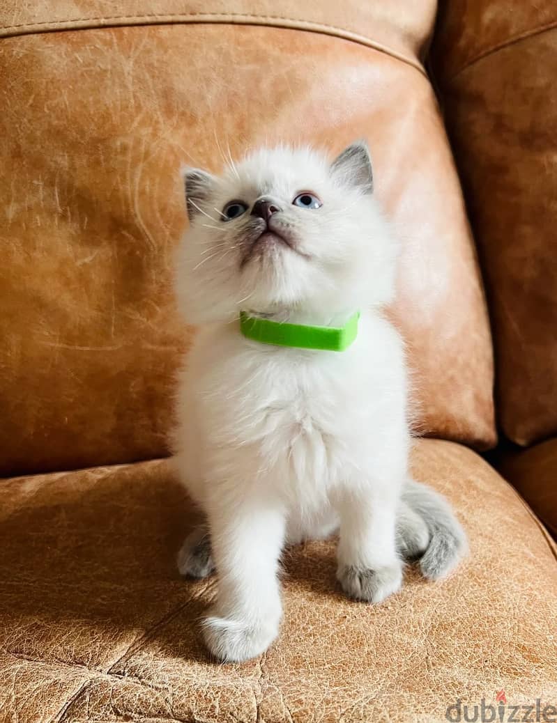 Whatsapp Me (+966)58-8993320//Ragdoll Cats 1