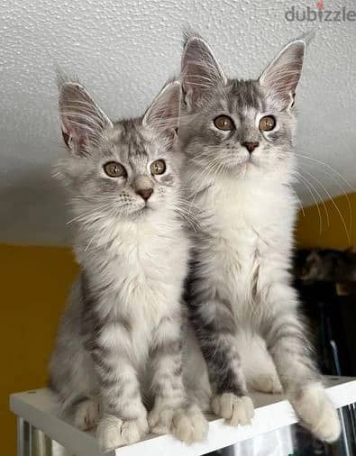 Whatsapp Me +966(583)-921348//Maine Coon Cats