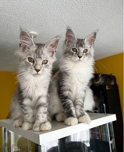 Whatsapp Me +966(583)-921348//Maine Coon Cats
