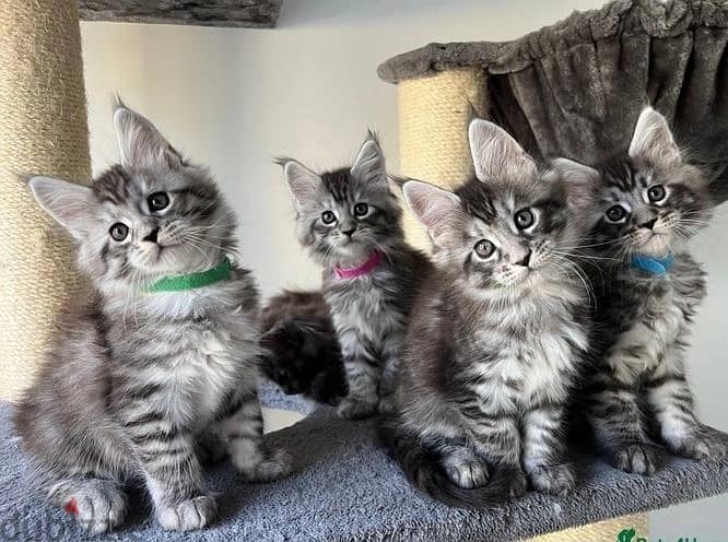 Maine Coon Cats/Whatsapp Me +966(583)-921348 1