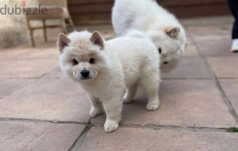 Whatsapp Me +966(583)-921348//Chow Chow Puppies