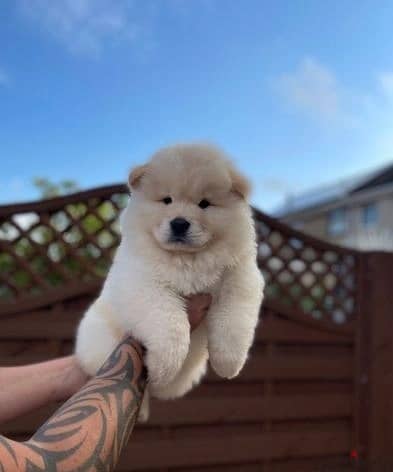 Whatsapp Me +966(583)-921348//Chow Chow Puppies 1