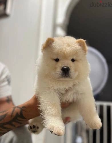 Chow Chow Puppies//Whatsapp Me +966(583)-921348 1