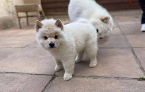 Whatsapp Me +966(583)-921348//Chow Chow Puppies